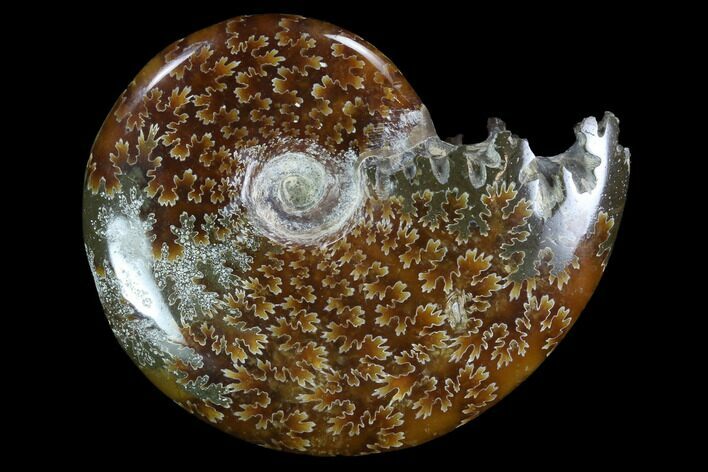 Polished, Agatized Ammonite (Cleoniceras) - Madagascar #97280